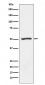 PSMD4 Antibody